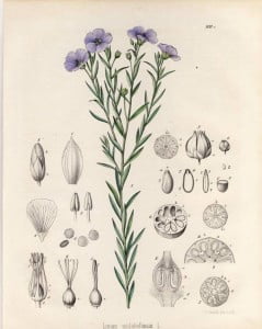 Linum usitatissimum: Linseed also known as flax