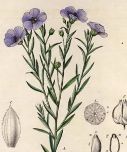 Linseed plant, Linum usitatissimum
