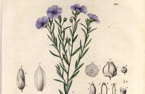 Linseed plant, Linum usitatissimum