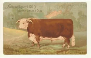 Front pf a Victorian postcard promoting the health benefits of feeding linseed cake to beef, horses and other animals.
