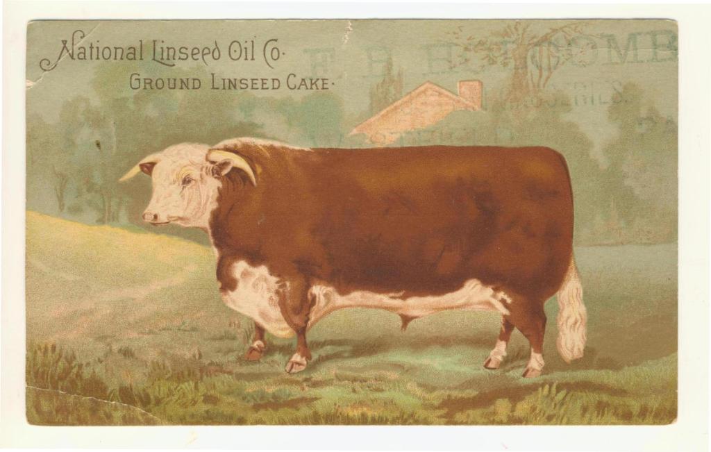 Front pf a Victorian postcard promoting the health benefits of feeding linseed cake to beef, horses and other animals.