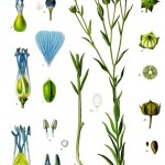Linum usitatissimum, the plant that gives us both linseed and flax