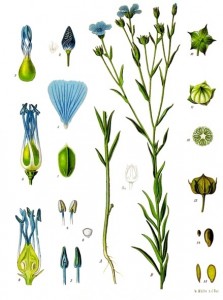 No difference between linseed and flax as food.