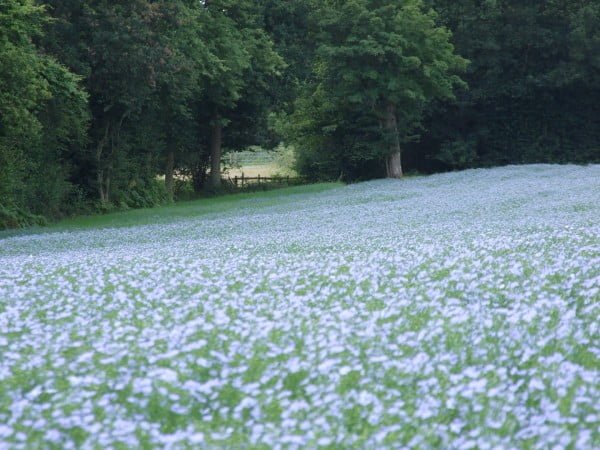 Field of linseed towards gate
