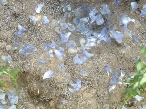 The oceans' wildlife is conserved by use of sustainable linseed omega-3