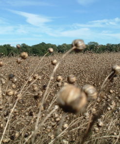 Linseed Field
