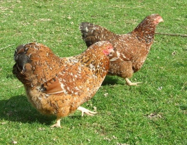 Millefleur Wyandotte chickens lay omega-3 eggs when fed with linseed oil.
