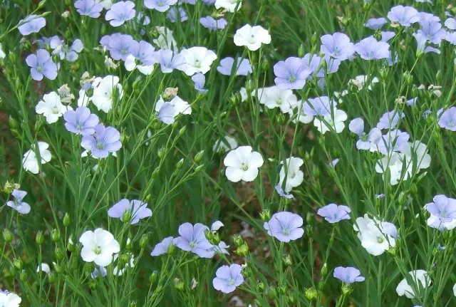 Linseed can have white flowers as well as the usual blue flax flowers