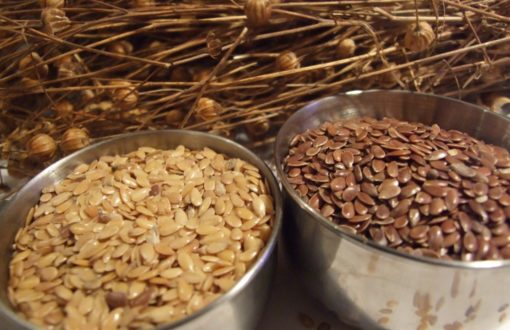 Gold and brown linseed or flax
