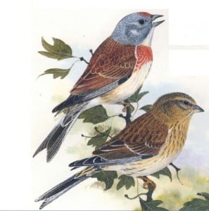 Linnets