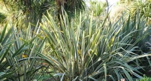 Phormium tenax
