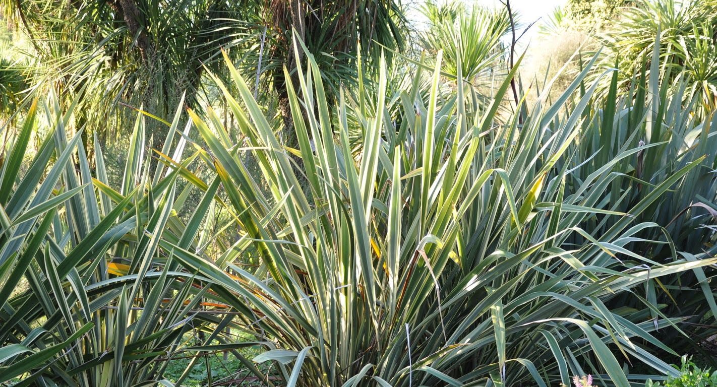 Phormium tenax