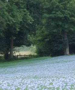 Linseed in full flower
