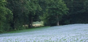 Linseed in full flower