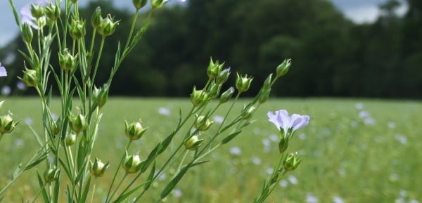Linseed or flax capsules are called bolls
