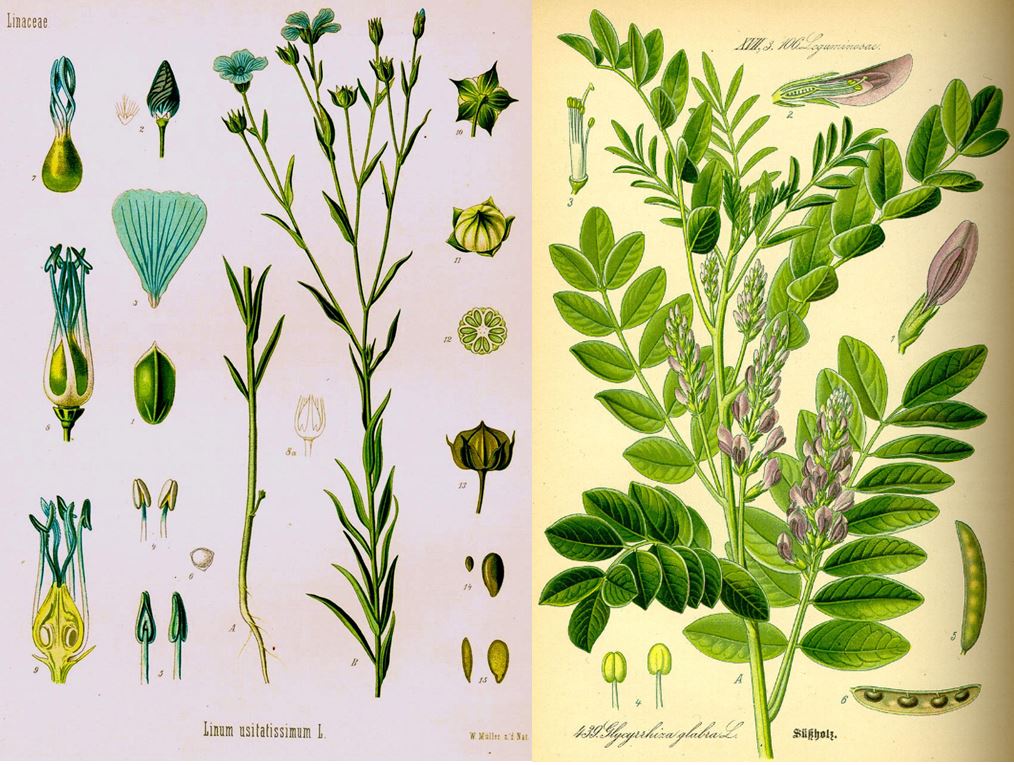 liquorice and linseed ingredients for traditional cough medicine remedy