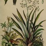 Phormium tenax New Zealand Flax