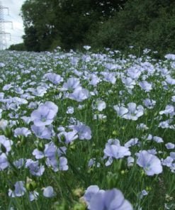 Field of Linseed flowers