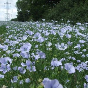 Field of of flax with blue flowers growing in the UK