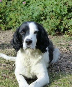 Linseed oil for dogs