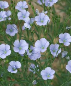linseed flowers