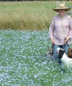 dogs in linseed