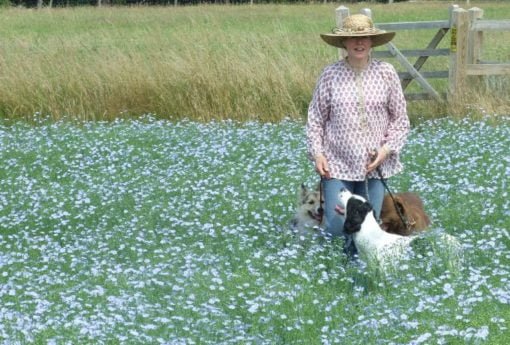 dogs in linseed