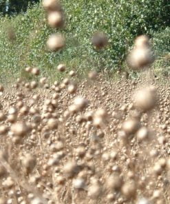 Linseed ready to harvest