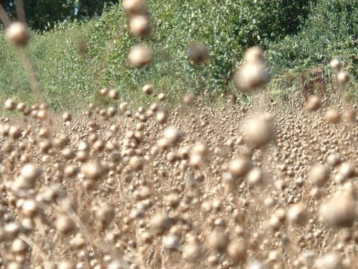Linseed ready to harvest