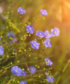 FlaxGrow Soil Conditioner Garden Fertiliser