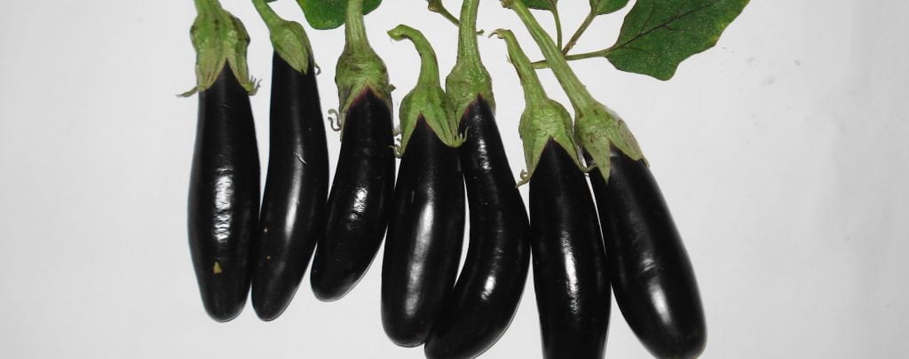 Aubergines for baba ganoush recipe.