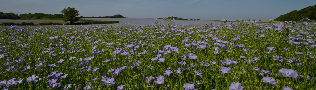 Flaxseed | Cold-pressed Flax oil | Milled Flax Seed | Handmade Flaxjacks