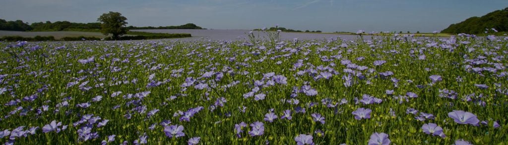Flaxseed | Cold-pressed Flax oil | Milled Flax Seed | Handmade Flaxjacks
