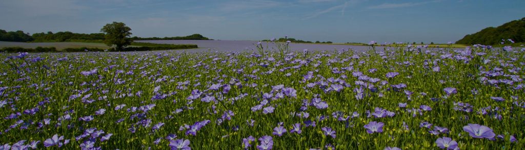 Flaxseed | Cold-pressed Flax oil | Milled Flax Seed | Handmade Flaxjacks