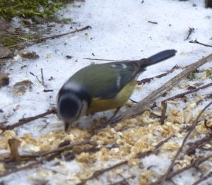 Blue tit