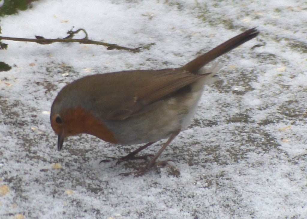 Robin enjoying winter omega-3 booster with linseed flaxseed oil.