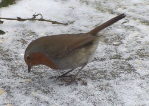 Robin enjoying winter omega-3 booster with linseed flaxseed oil.