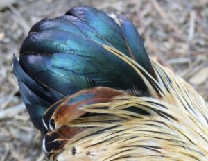 Flaxseed Oil Sheen on poultry and protection from Scaly Leg Mite
