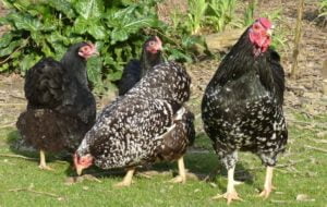 Cold-pressed Linseed (Flaxseed) Oil for chickens and poultry