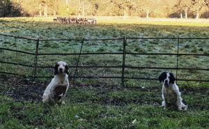 Springer spaniels, Hebe 19, Mack 9