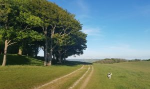 Hebe, aged eighteen and a half, Spring 2020 Chanctonbury