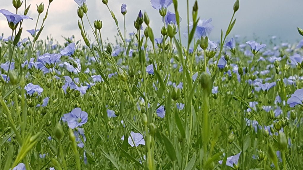 Flaxseed | Cold-pressed Flax oil | Milled Flax Seed | Handmade Flaxjacks