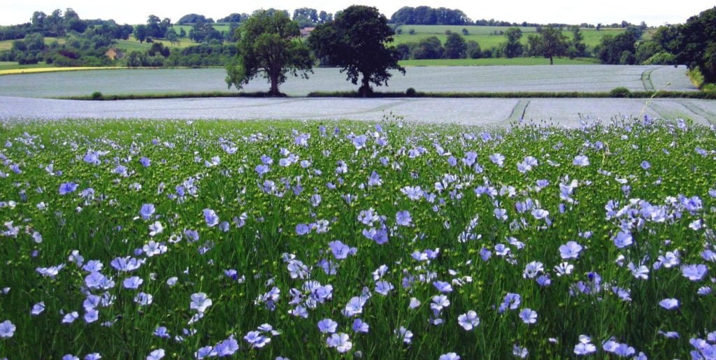 Flaxseed | Cold-pressed Flax oil | Milled Flax Seed | Handmade Flaxjacks