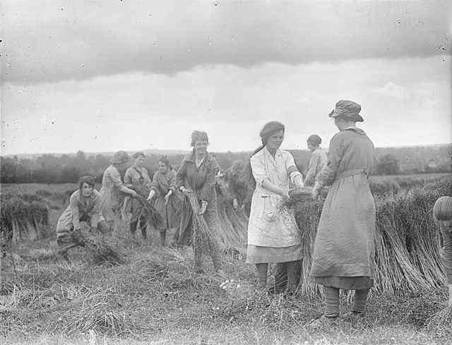 Ministry of Information First World War Official Collection College girls pulling flax in a field