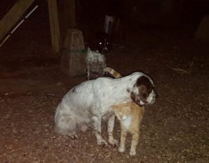 Ginger and Mack