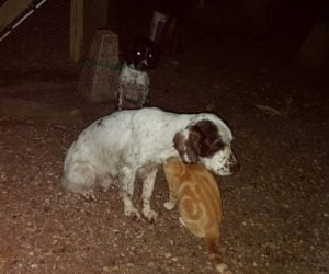 Ginger and Mack