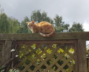 Flax Farm cats organic mouse control