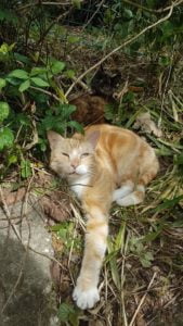 Flax Farm cats, Ginger and Tortie, organic mouse control