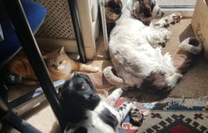 Dogs enjoy flax farm flaxseed oil. 