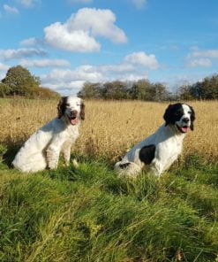 Flaxseed for Dogs